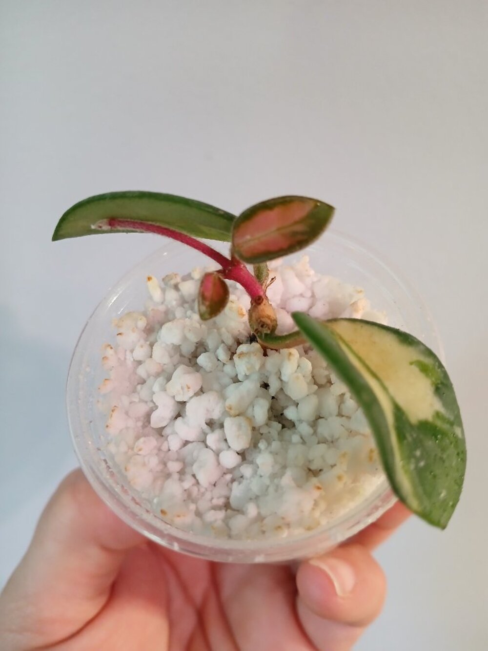 Hoya Mathilde Varigated-SOLD, cross listed - Picture 8 of 8